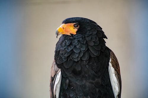 Foto De Enfoque Selectivo De Bateleur Eagle