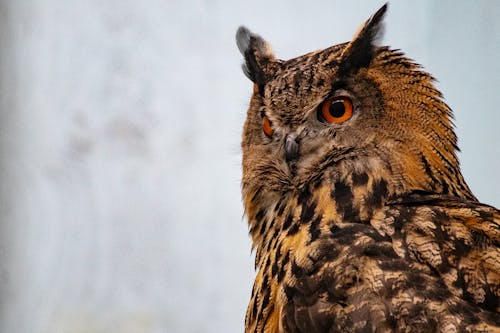 免費 棕色貓頭鷹的淺焦點攝影 圖庫相片