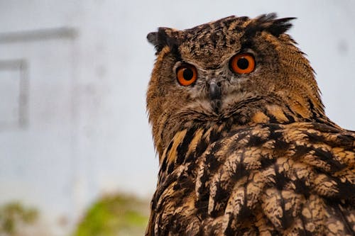 Selective Focus Photo Of Owl