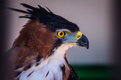 Foto Di Messa A Fuoco Selettiva Di Marrone E Bianco Aquila