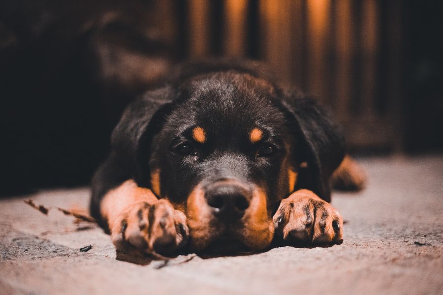 Sasha, a Rottweiler puppy around 12 weeks old – female, comparison photo