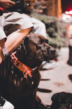 Close-up of a brown dog with collar sitting outdoors at night.