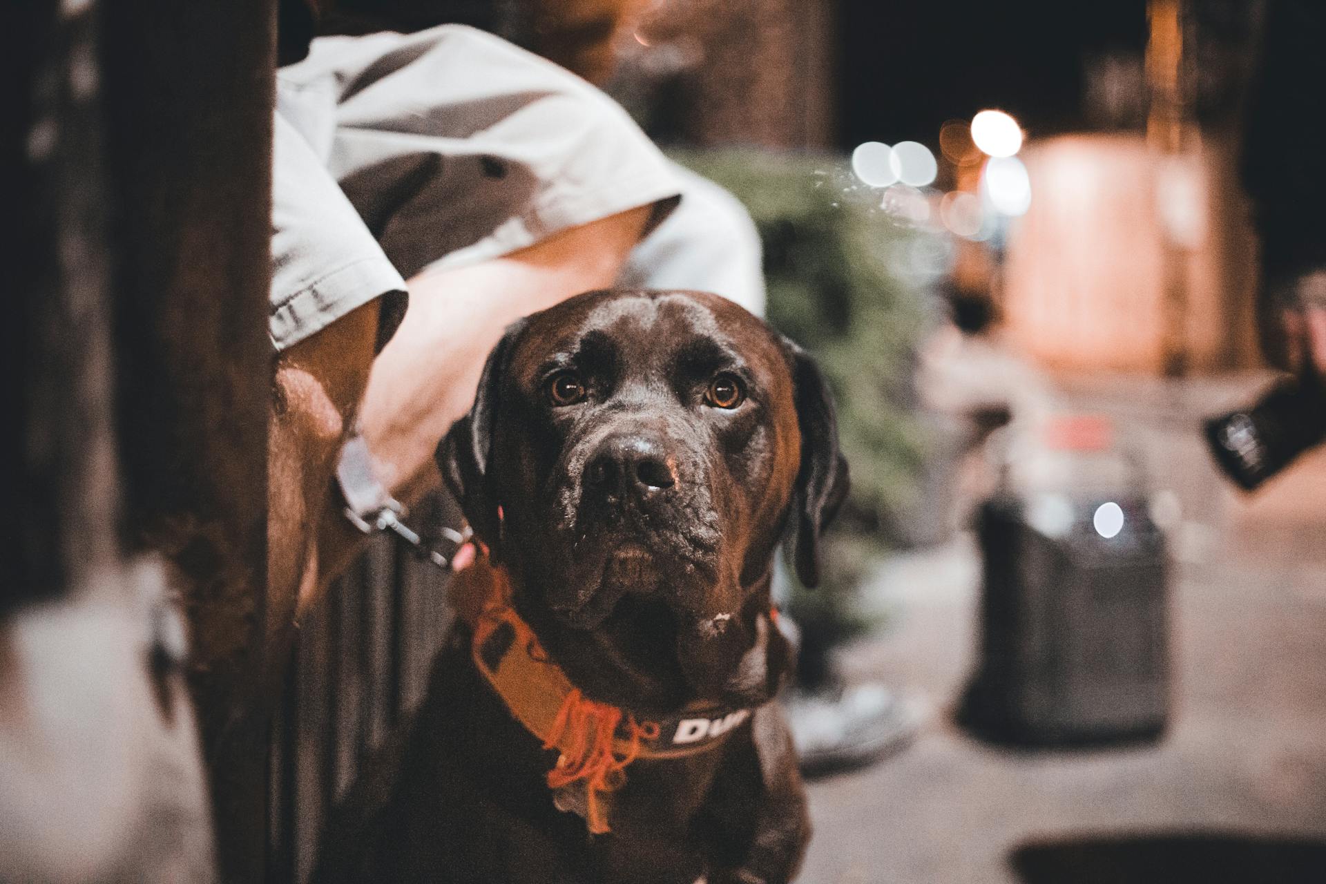 Close-Up Shot of a Black Dog