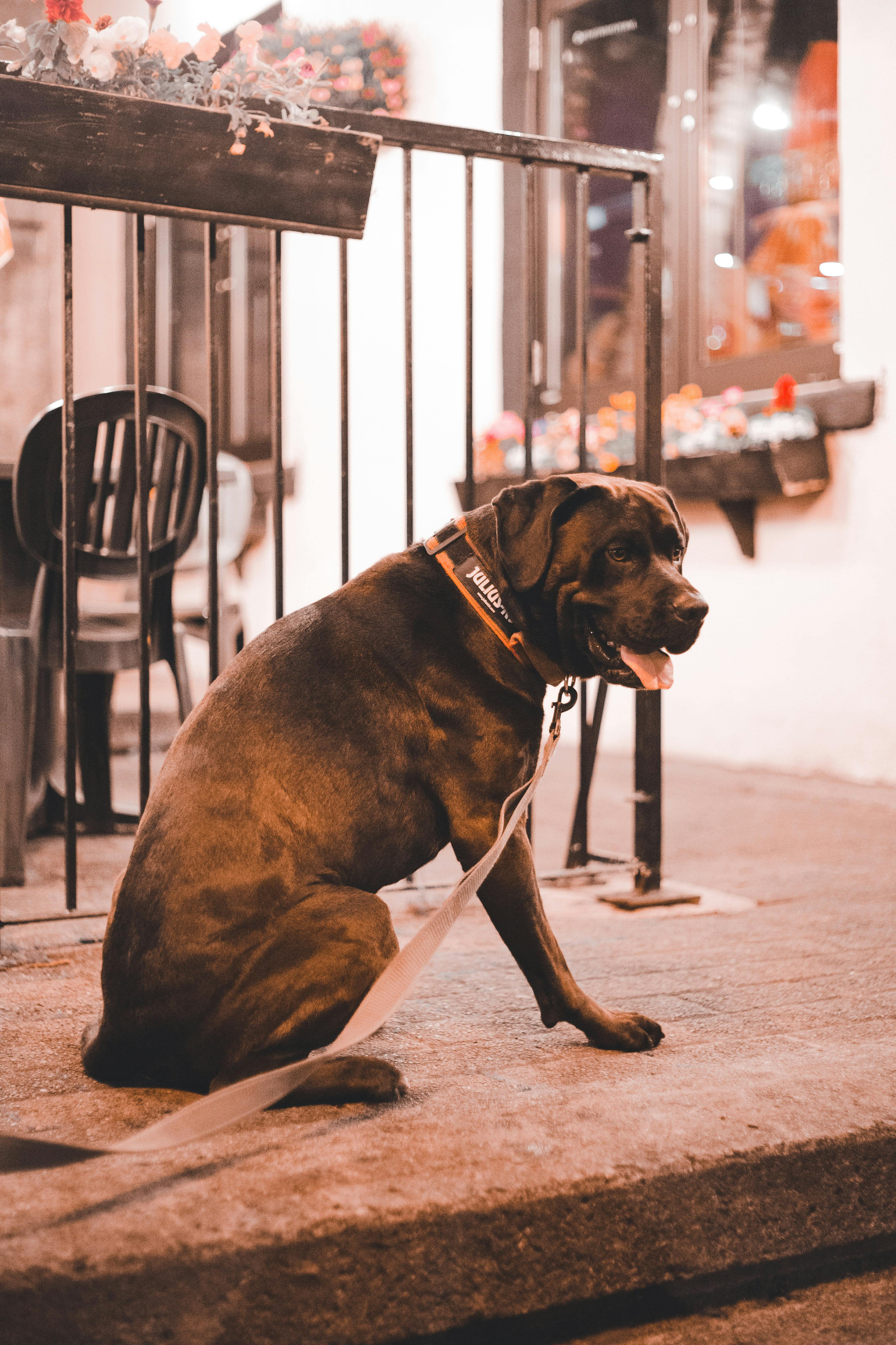 Kangal Shepherd Dog Wearing a Spiked Collar · Free Stock Photo