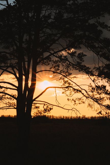 Silhouette of a tree against a vibrant sunset sky, creating a dramatic and serene scene.