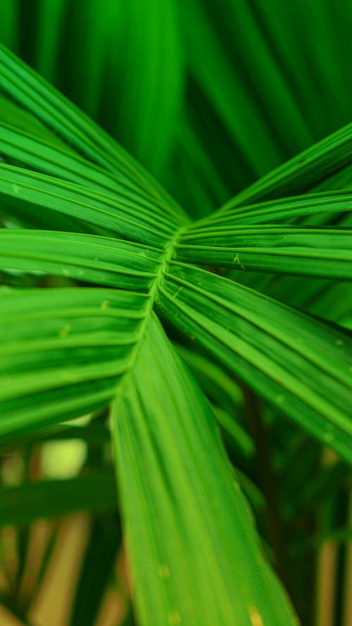 A Branch of Green Palm Leaves