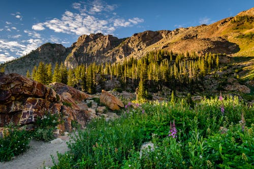 Mountain With Green Trees