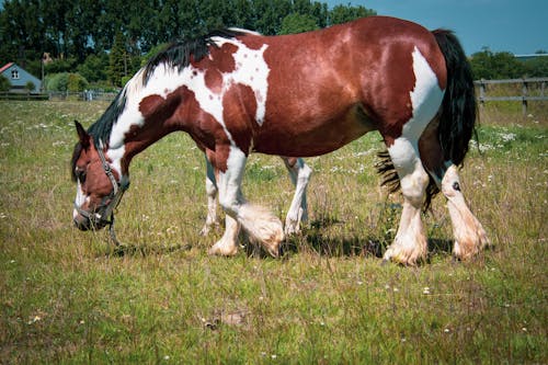 zwaar boerenpaard in de weide