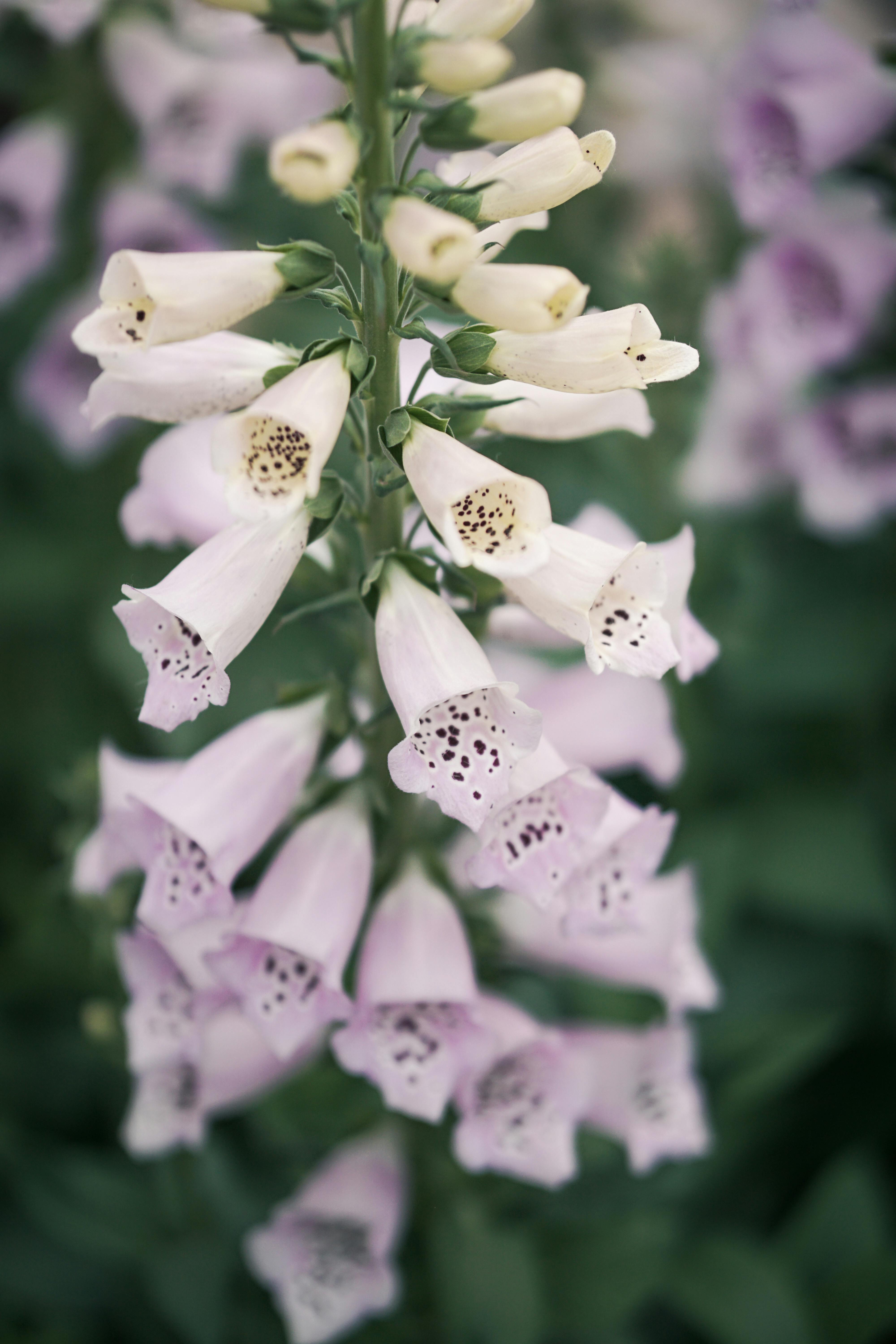 에어뉴질랜드 한국지사