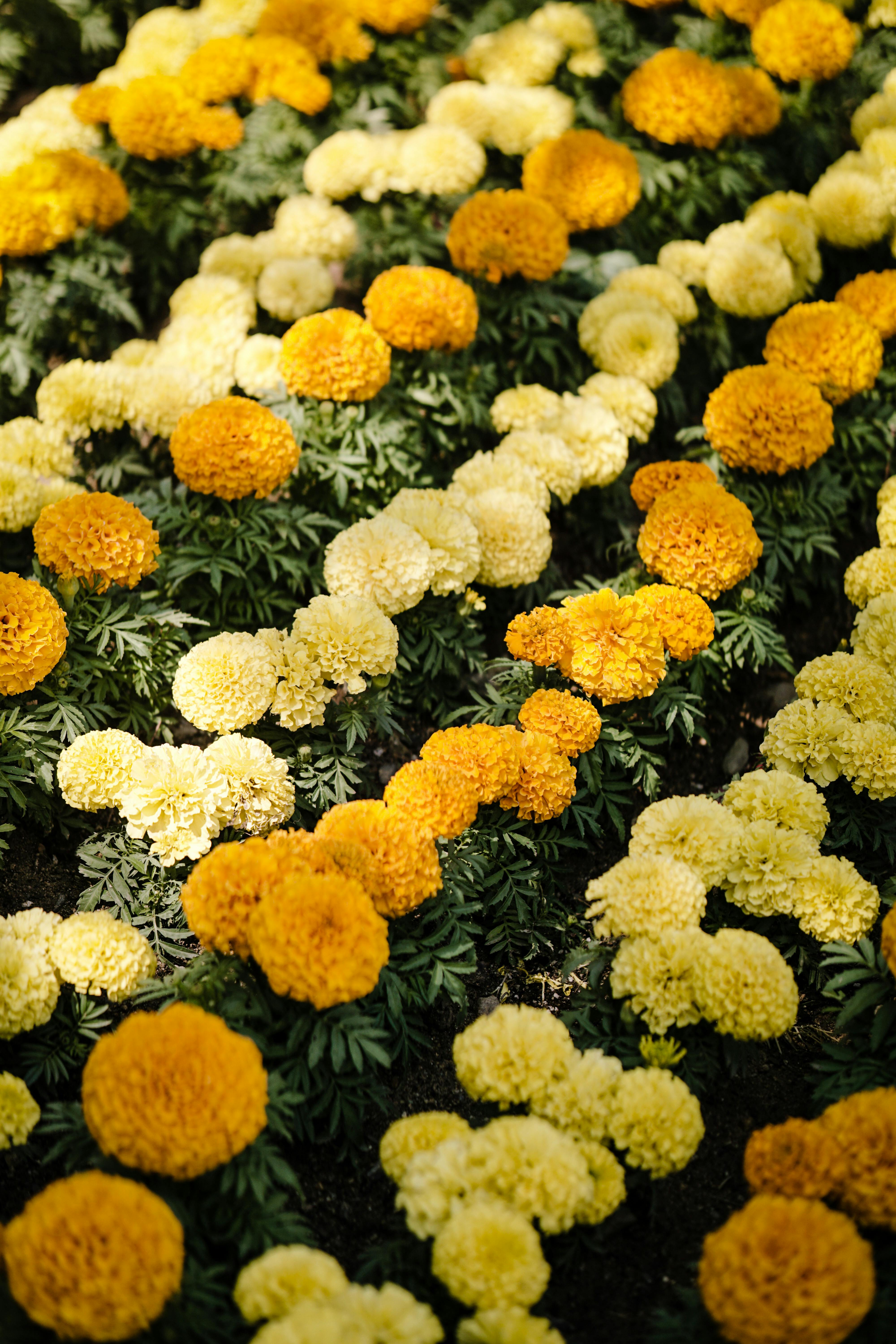 A stunning display of yellow and orange marigolds in full bloom, showcasing their vibrant colors.