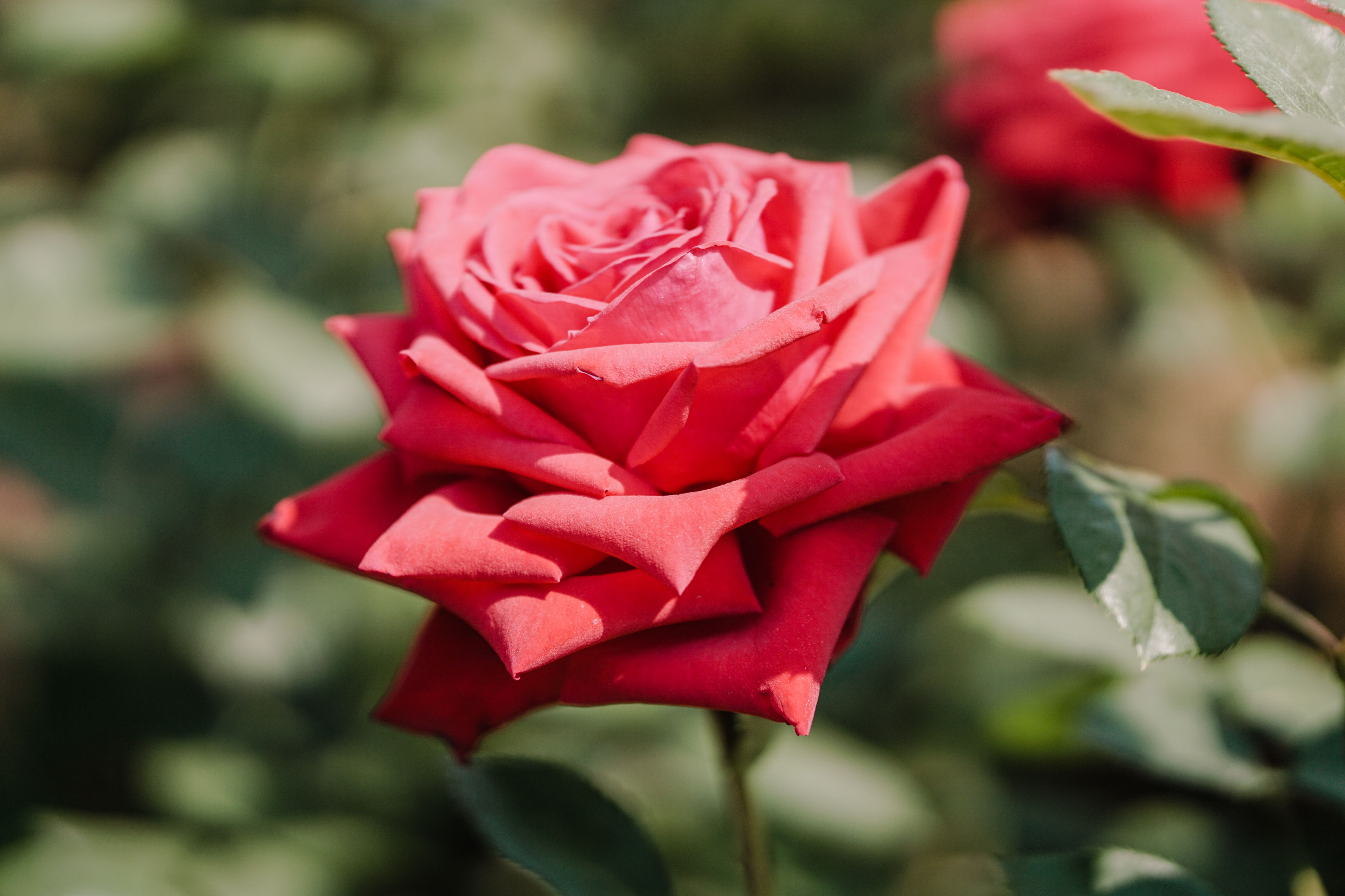 Macro Photography of Red Rose in Bloom · Free Stock Photo