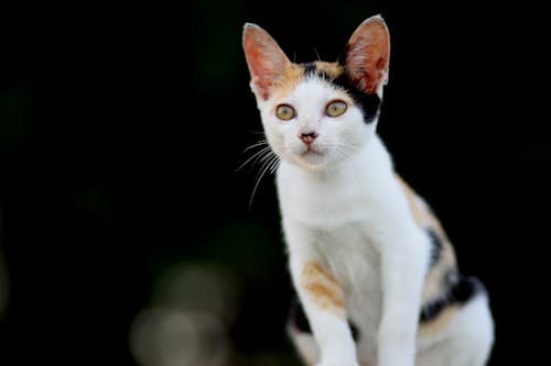 Adult White and Yellow Cat