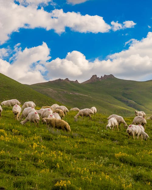 Herd of Sheep on Green Grass Field 