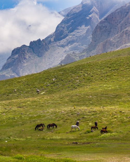 Free Horses grazing in a lush green valley with majestic mountains under a blue sky. Stock Photo