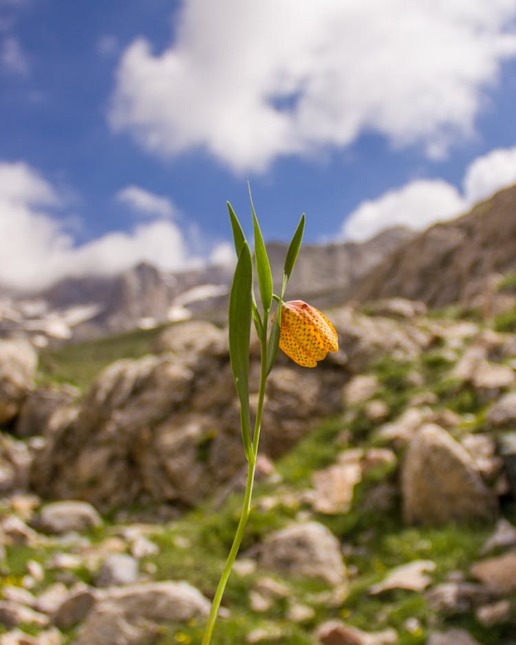 A Yellow Fritillaria Flower