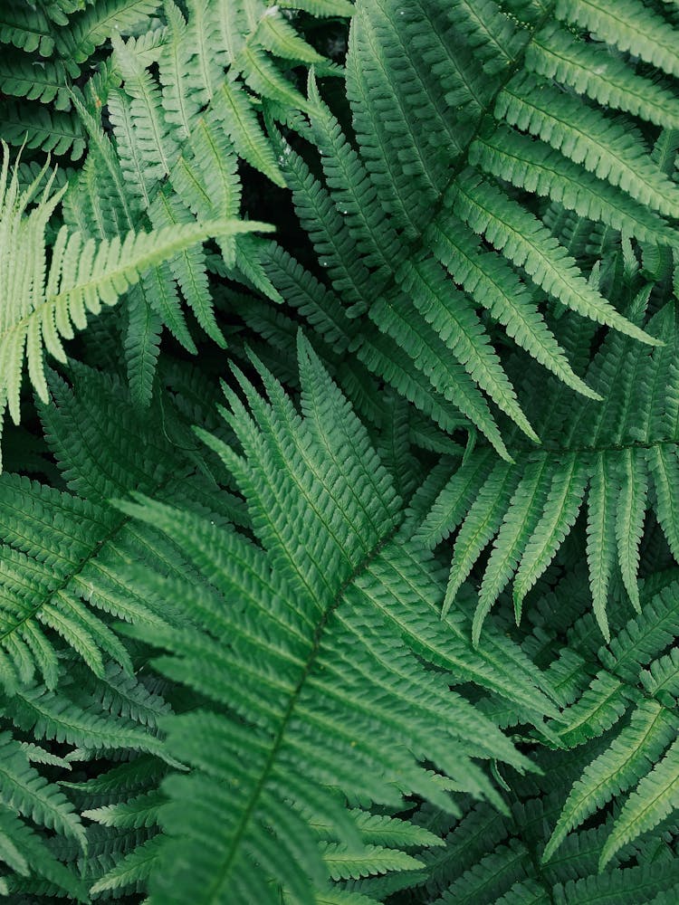 Green Leaves Of A  Fern Plant