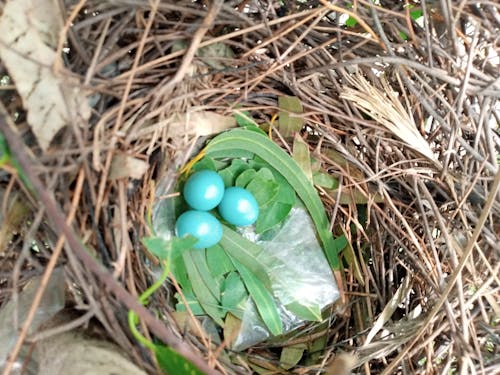 Free Blue eggs / bird nest / myna nest Stock Photo
