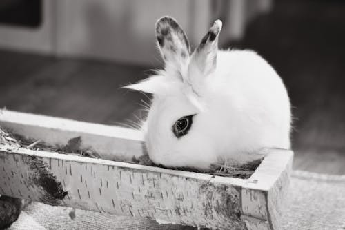 兔子, 動物, 動物攝影 的 免費圖庫相片