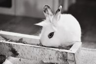 Adorable white rabbit feeding from a trough in monochrome setting.