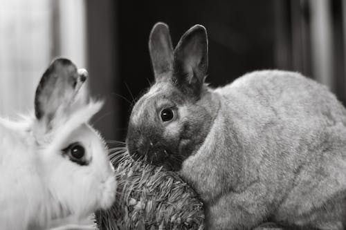 Free Rabbits in Black and White Photo Stock Photo