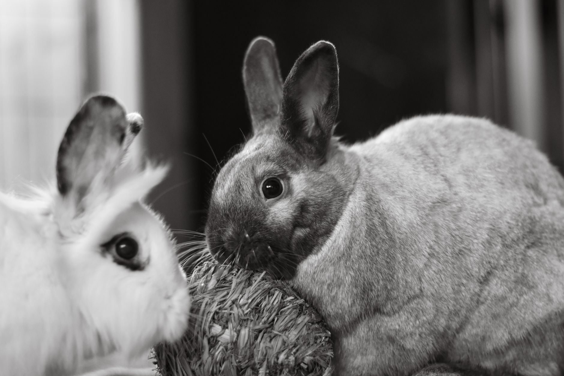 Best Interactive Rabbit Toys for Mental Enrichment (2026) – Keep Your Bunny Sharp and Happy