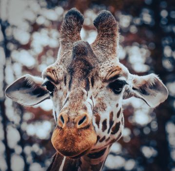 Giraffe Head in Close-Up Photography