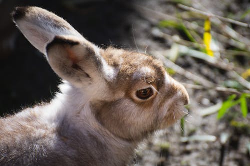 Close-Up Photo of a Rabbit