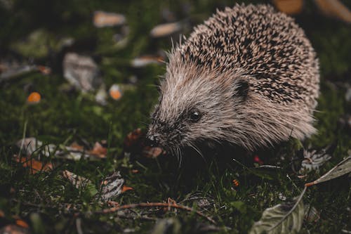 Fotobanka s bezplatnými fotkami na tému brká, cicavec, dno