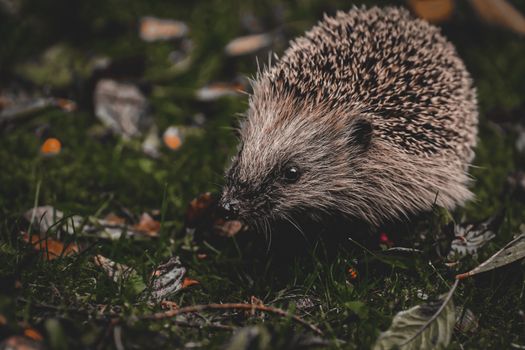 Hedgehog on Green Grass