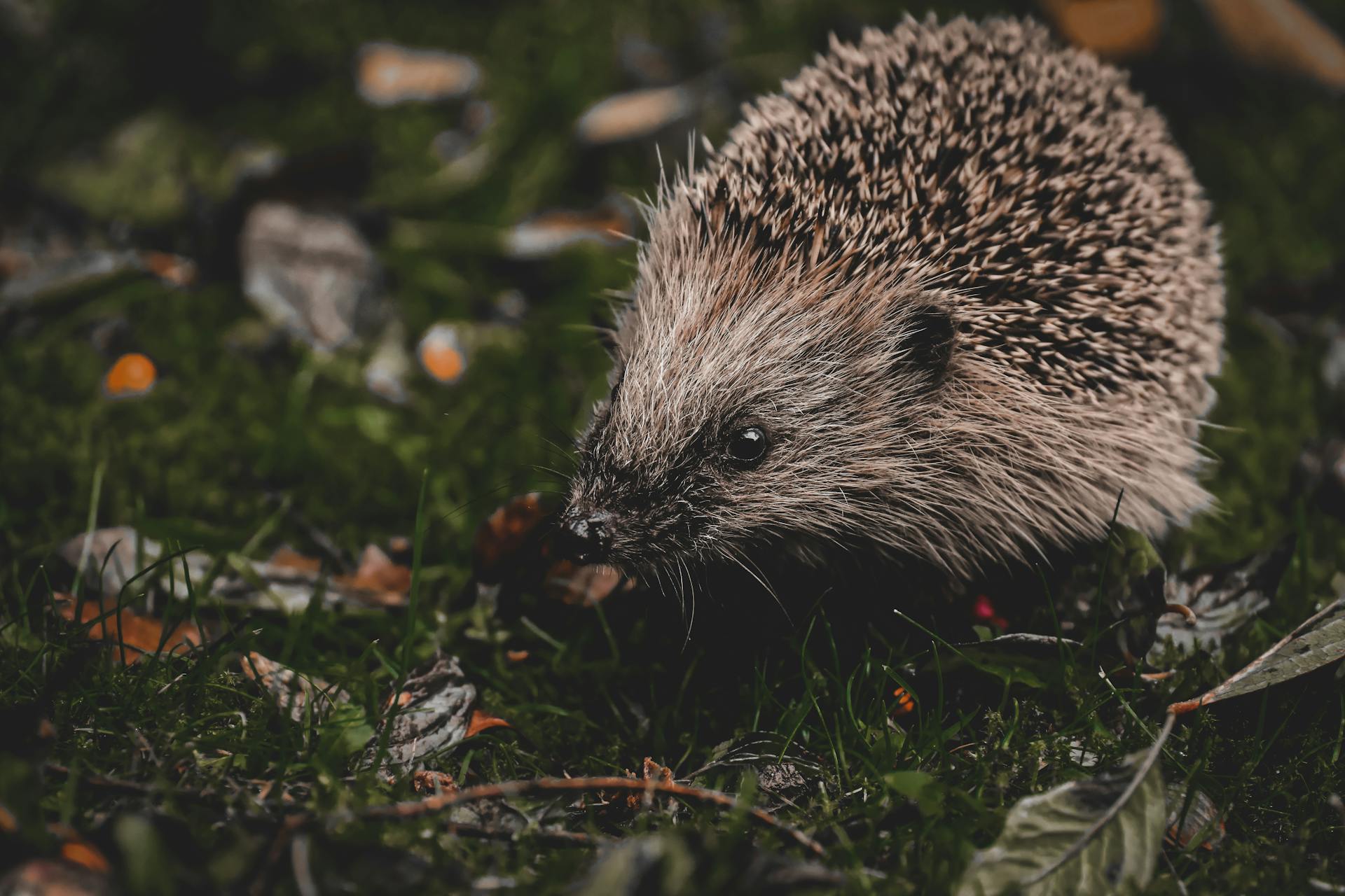 Adorable hedgehog exploring grassy area with leaves scattered around.