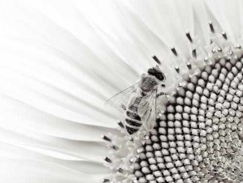 Free Gratis arkivbilde med abstrakt, bie, blomst Stock Photo