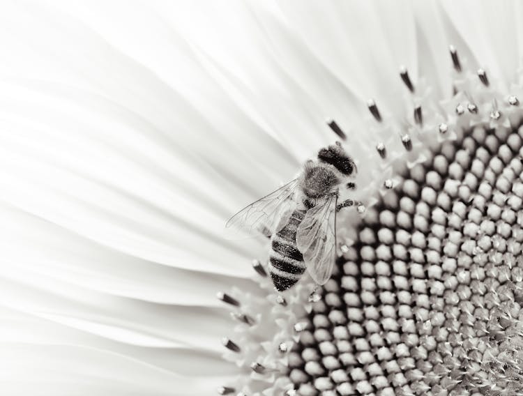 Bee On Flower In Black And White