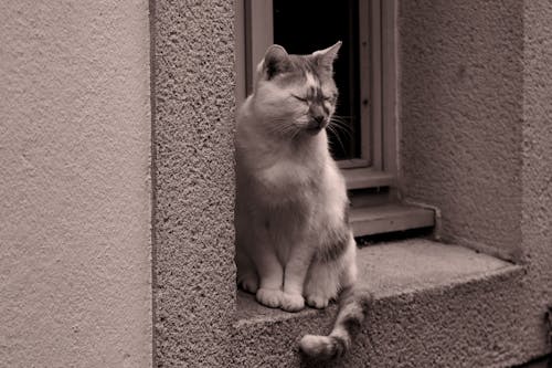 Bezpłatne Darmowe zdjęcie z galerii z czarno-biały, kot, kot domowy Zdjęcie z galerii