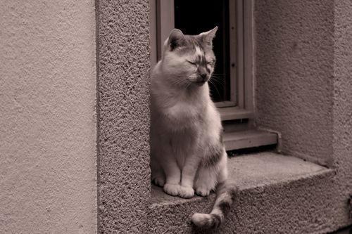 Free Charming monochrome photo of a cat with eyes closed, resting on a window ledge. Stock Photo