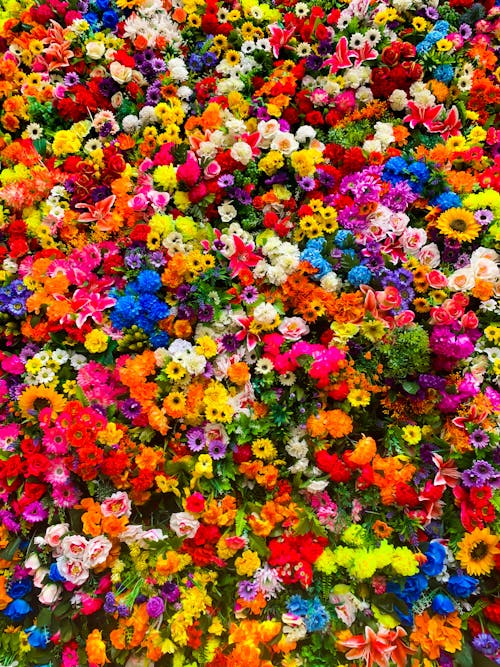 Fotos de stock gratuitas de brillante, cama de flores, clasificado
