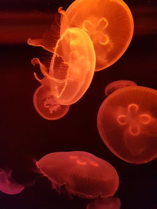 Free Photography Of Orange Jellyfishes Stock Photo