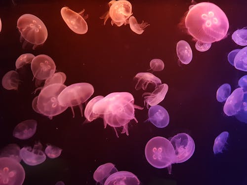 Free Underwater Photo Of Jellyfish Stock Photo