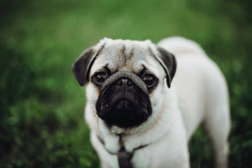 Portrait of a Dog