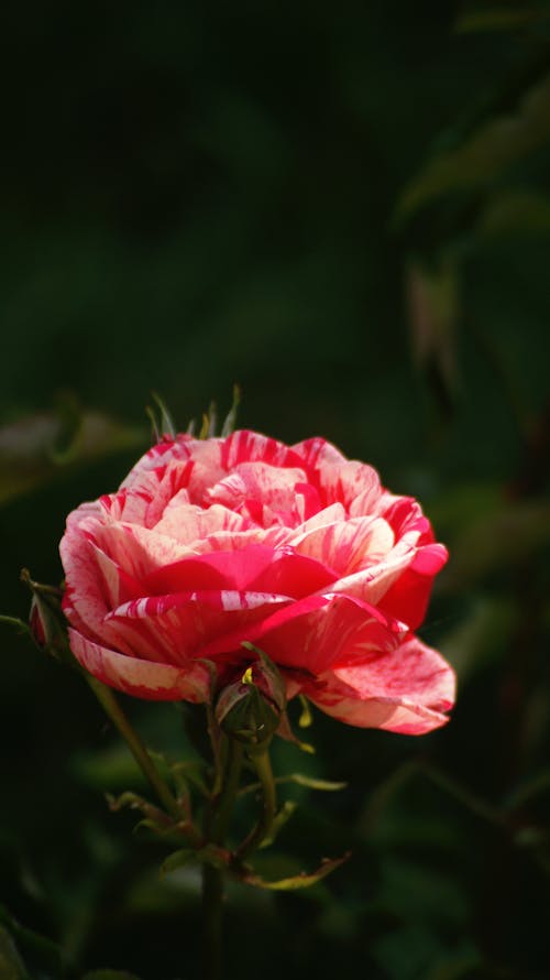 бесплатная Бесплатное стоковое фото с бутон розы, вертикальный выстрел, крупный план Стоковое фото