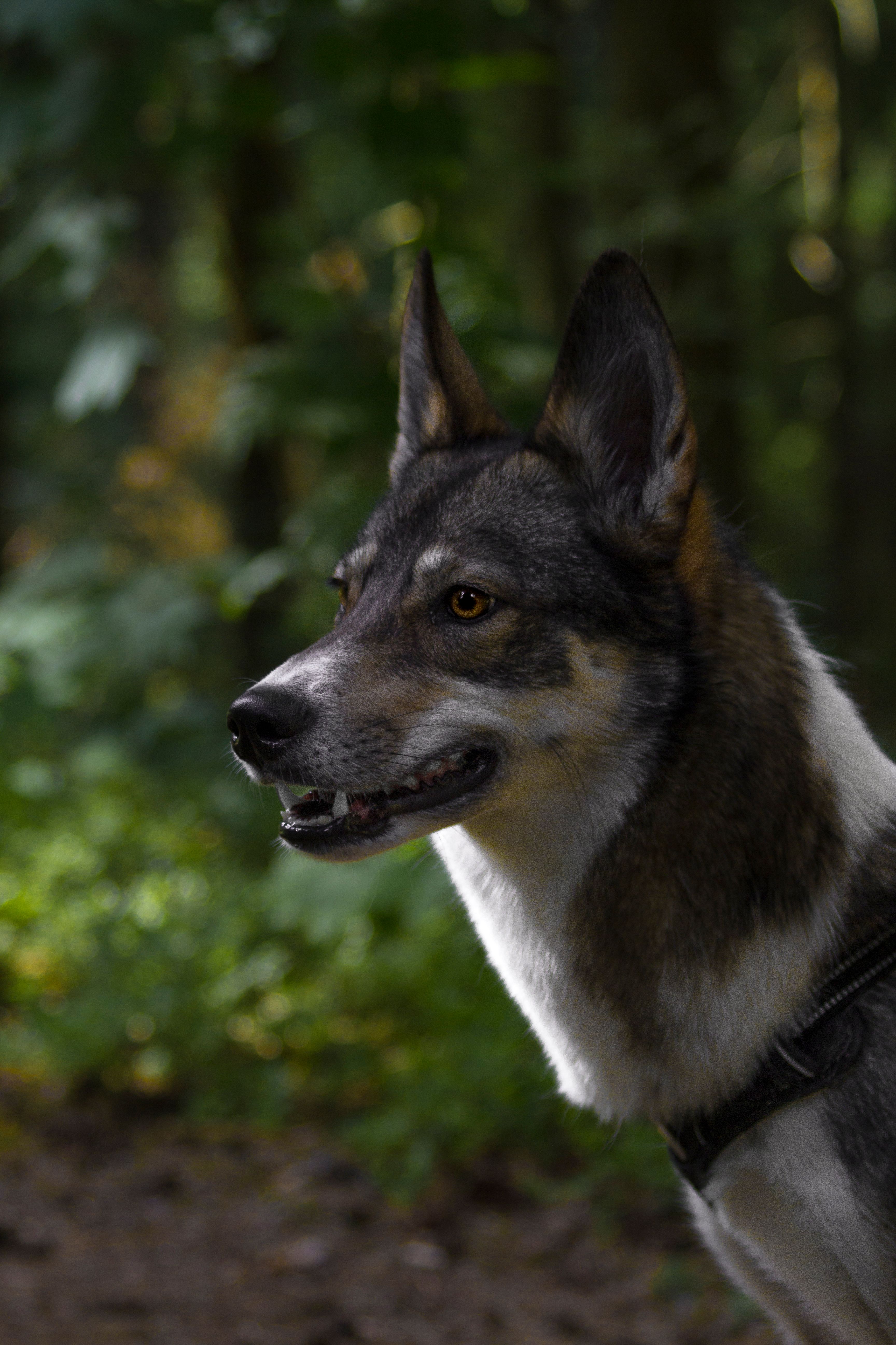 Dog wearing PetCompass collar