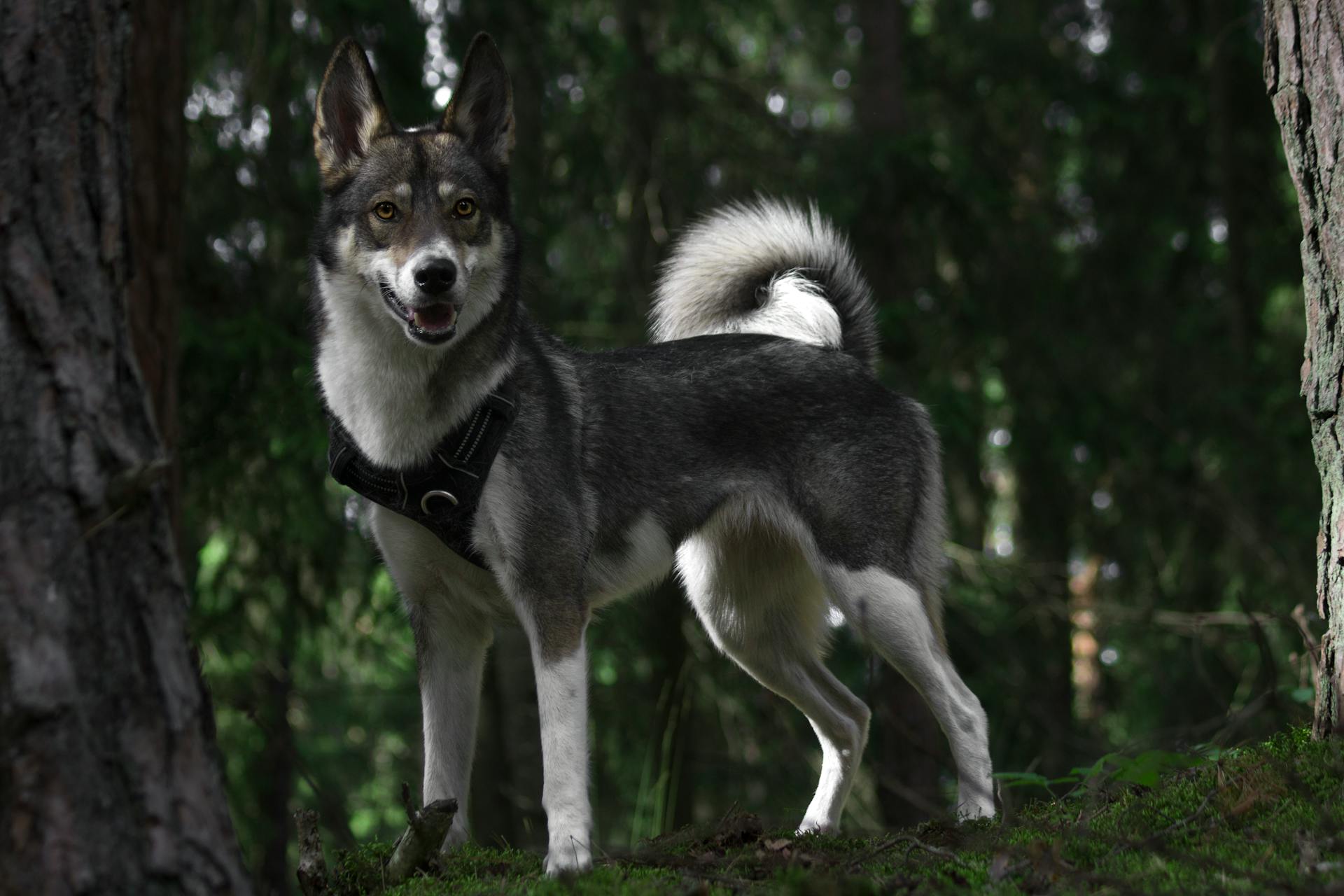 A West Siberian Laika in the Forest