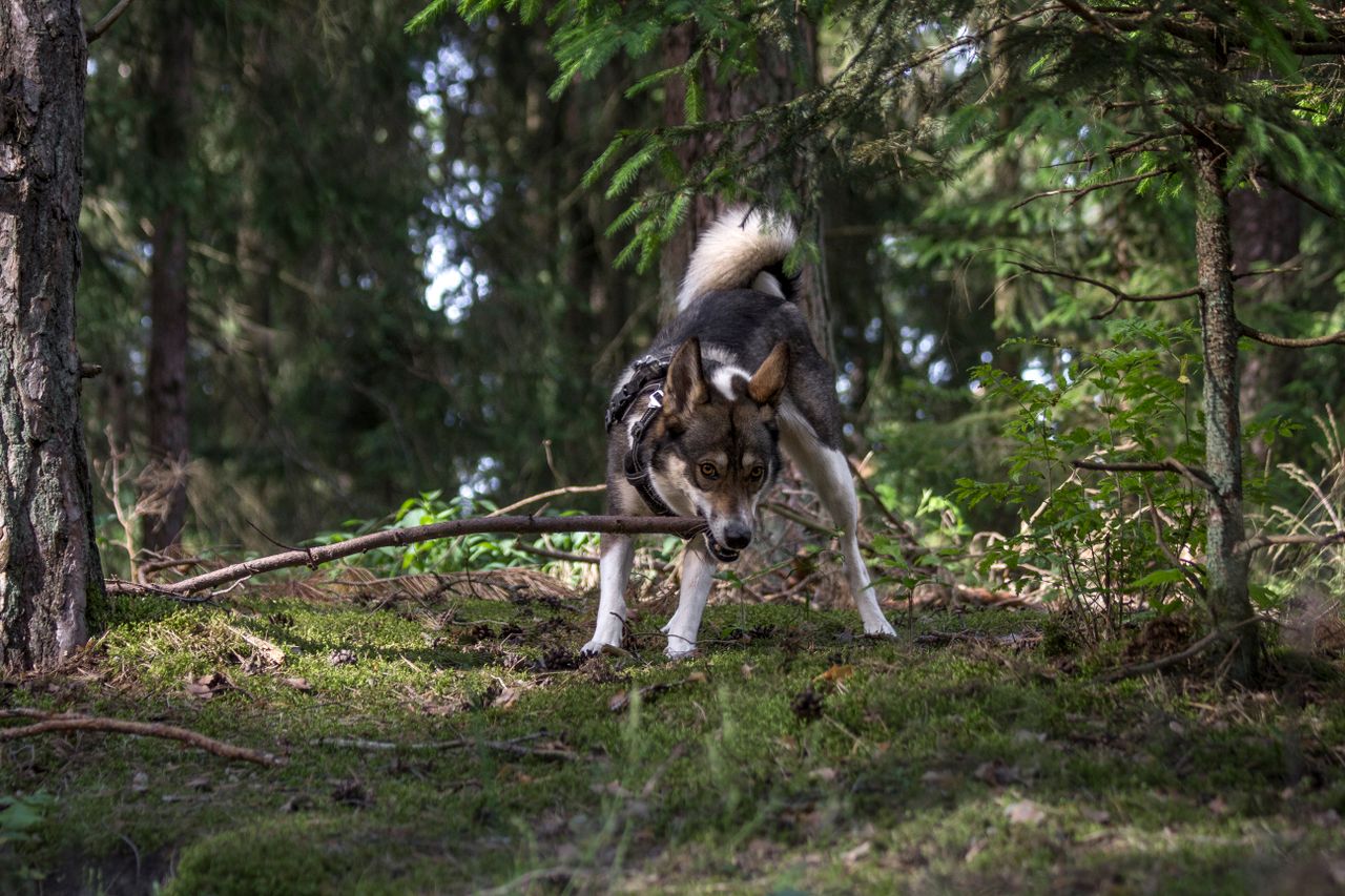 a lively west siberian laika dog enjoys playing with a branch in a sun