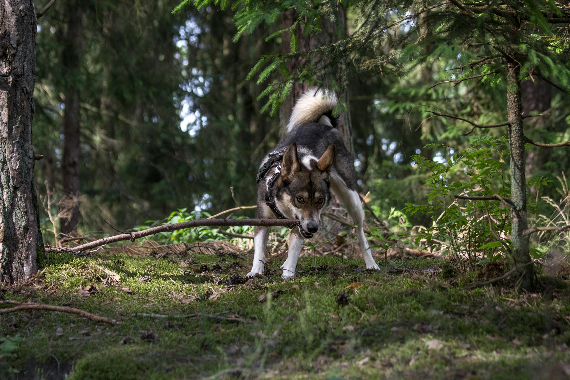 A Dog Biting a Branch