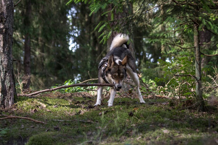 A Dog Biting A Branch