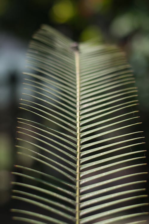 ココナッツの葉の写真