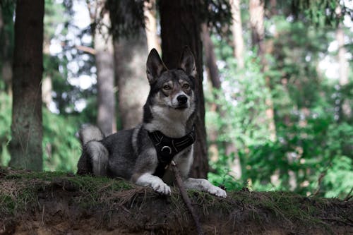 batı sibirya laika, bırakma, Evcil Hayvan içeren Ücretsiz stok fotoğraf