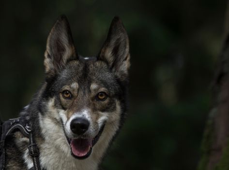 Captivating close-up of a West Siberian Laika dog in a lush forest setting.