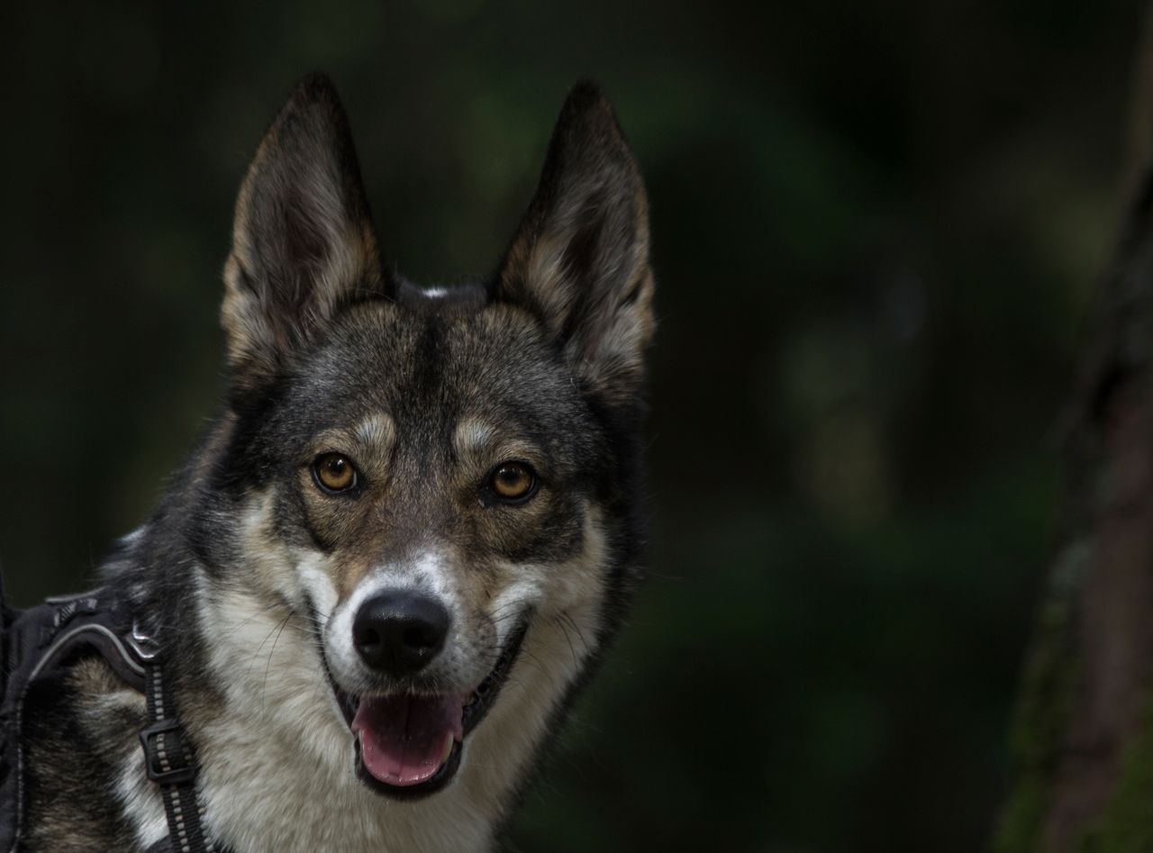 captivating close up of a west siberian laika dog in a lush forest set