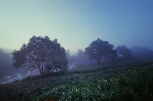Foto profissional grátis de amanhecer cedo, área, árvores