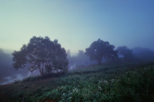 Peaceful rural landscape with fog, trees, and grass at sunrise.